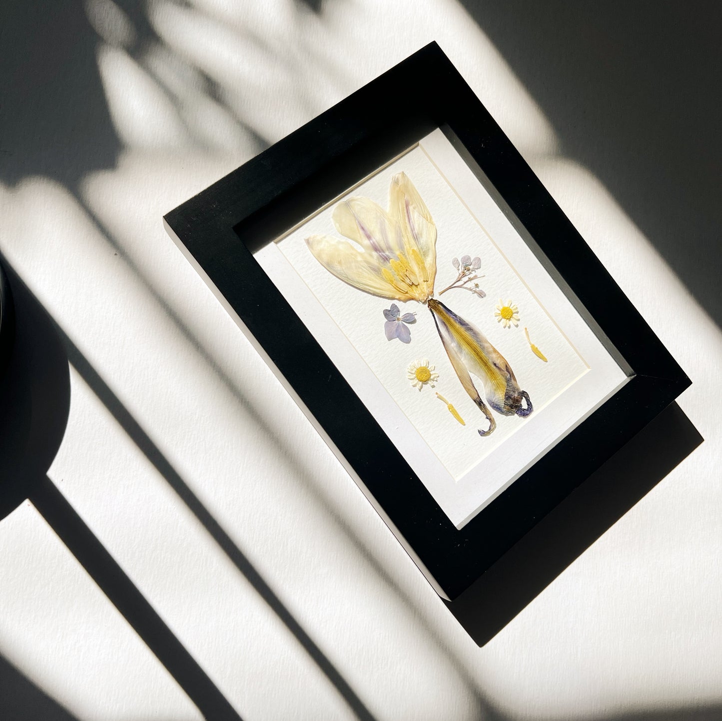 Pressed flower picture frame hanging on wall with Iris Hydrangea and Chamomile on white background inside black wood frame surrounded by shadows