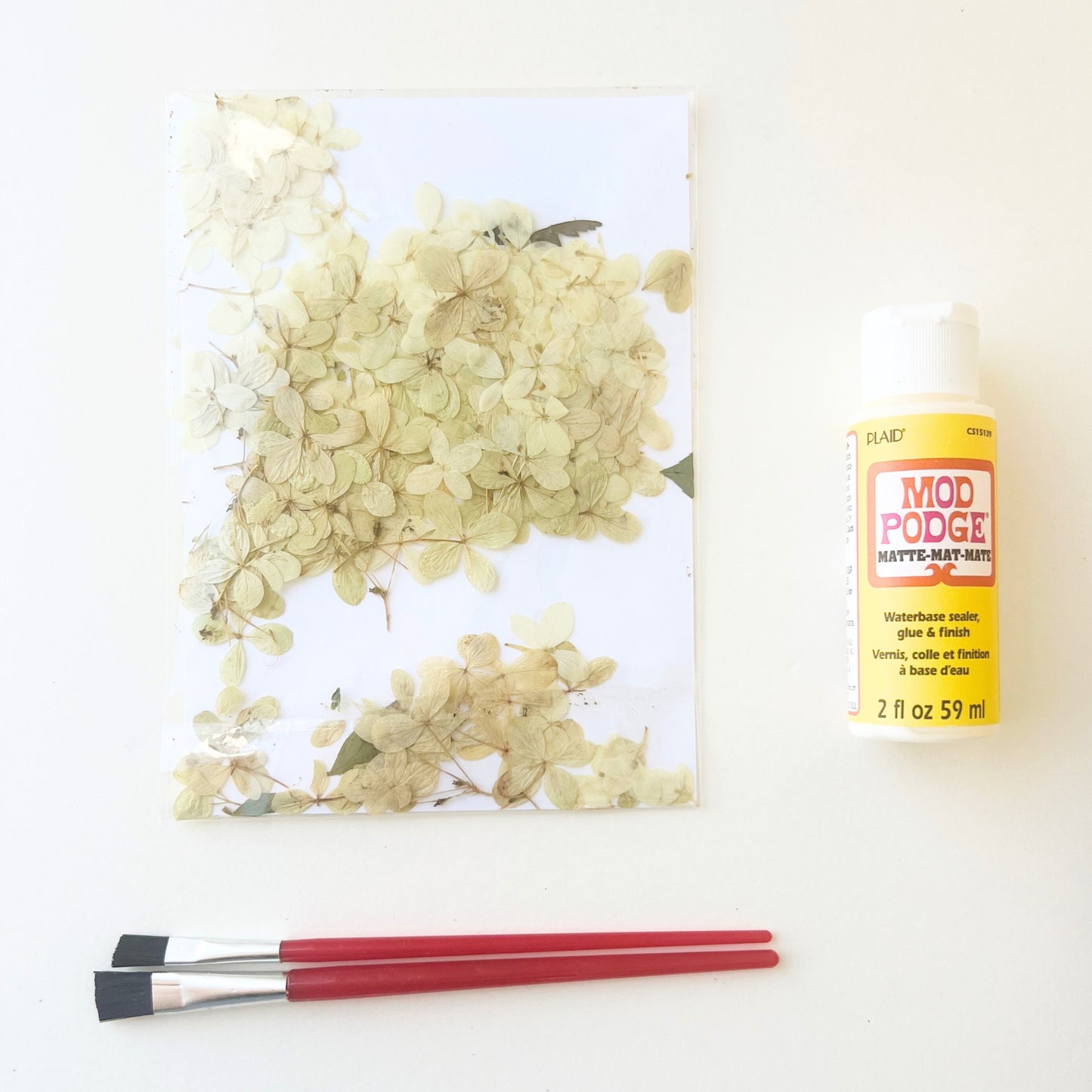Oakleaf Hydrangea | Pressed Floral Vase