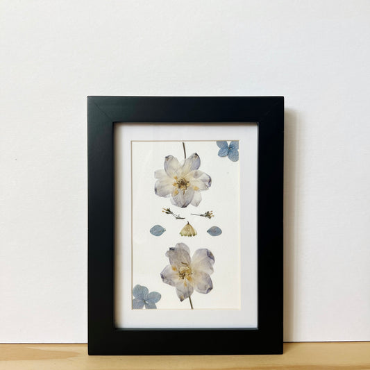 Pressed flower picture frame with blue Delphinium and Hydrangea flowers on white background inside black wood frame